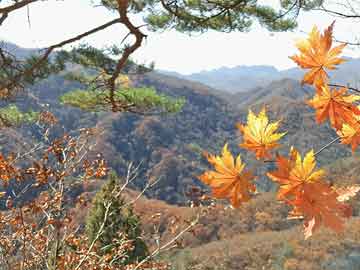 澳门一码一肖一码不中的历史解析：11月19日的强力解读_VMH2.58.41抓拍版