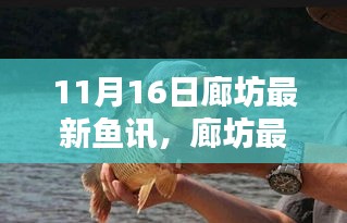 11月16日廊坊最新鱼讯攻略，初学者指南，捕捉与养殖鱼的技巧