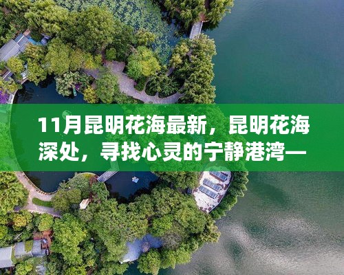 十一月昆明花海深处的心灵之旅，宁静港湾与启示的旅程