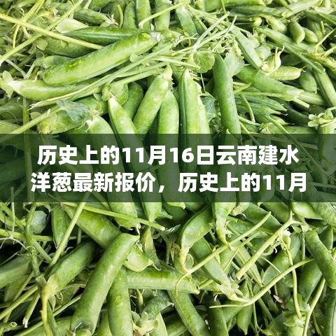 历史上的11月16日，云南建水洋葱报价变迁及最新行情