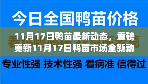 11月17日鸭苗市场最新动态与行业趋势深度解析