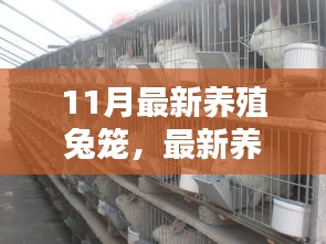 最新养殖兔笼搭建全攻略，从入门到精通的每一步指南，11月最新兔笼推荐