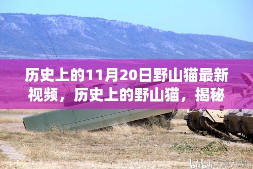 揭秘历史上的野山猫，最新视频背后的故事与影响回顾解析