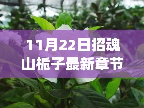 11月22日招魂山栀子花开，自然美景的心灵之旅