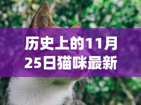 历史上的猫咪收藏日，一场独特的文化观察之旅（11月25日特辑）