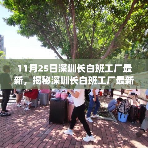 揭秘深圳长白班工厂最新动态，聚焦要点解析与最新进展