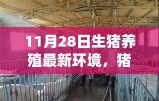 11月28日生猪养殖新篇章，猪舍温馨日常与环境概述