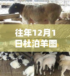 往年12月1日杜泊羊最新种公图片精选，领略羊界新风尚