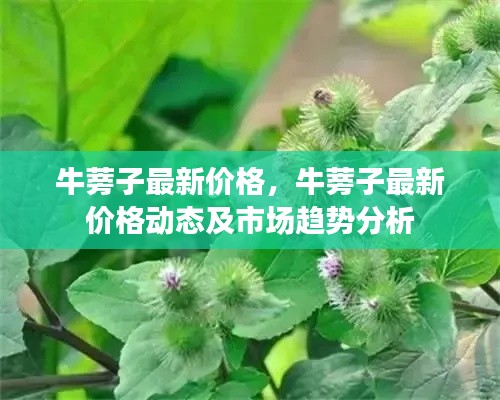 牛蒡子最新价格及市场趋势深度解析