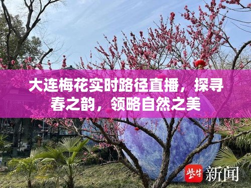 大连梅花实时路径直播，探寻春韵，领略自然之美
