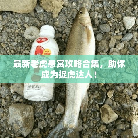 最新老虎悬赏攻略合集，助你成为捉虎达人！