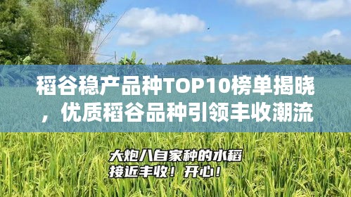 稻谷稳产品种TOP10榜单揭晓，优质稻谷品种引领丰收潮流