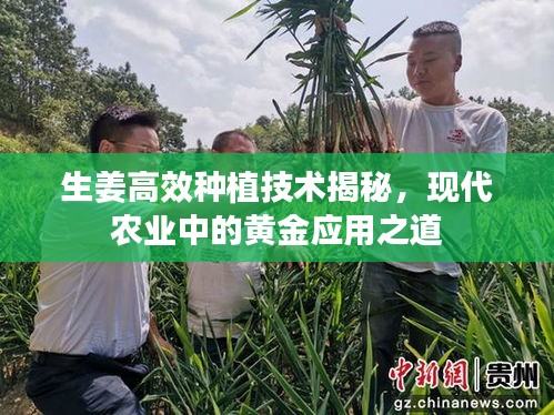 生姜高效种植技术揭秘，现代农业中的黄金应用之道