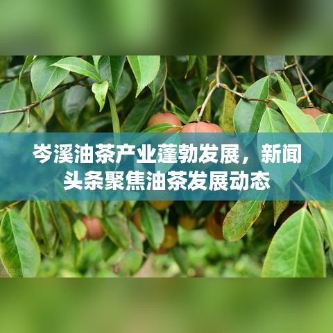 岑溪油茶产业蓬勃发展，新闻头条聚焦油茶发展动态