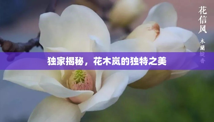 独家揭秘，花木岚的独特之美