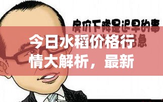 今日水稻价格行情大解析，最新动态，洞悉市场走势