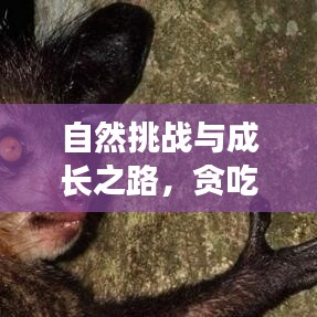自然挑战与成长之路，贪吃猴子的不断奶之旅
