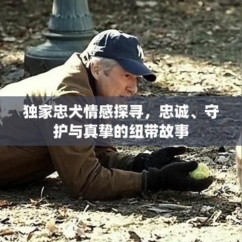 独家忠犬情感探寻，忠诚、守护与真挚的纽带故事