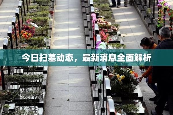 今日扫墓动态，最新消息全面解析