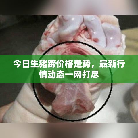 今日生猪蹄价格走势，最新行情动态一网打尽