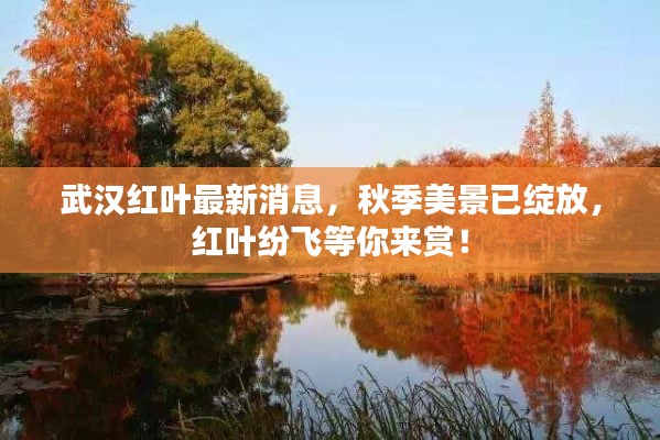 有张没智