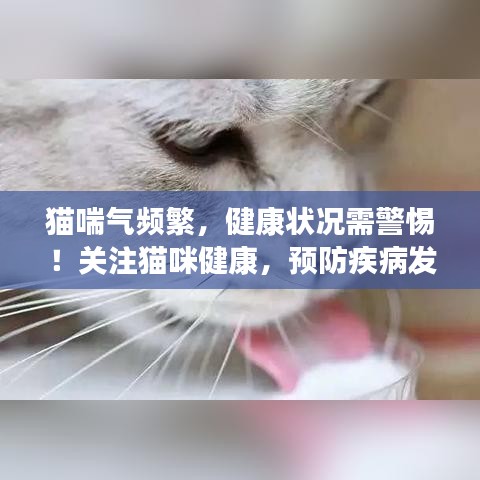 水浄鹅飞
