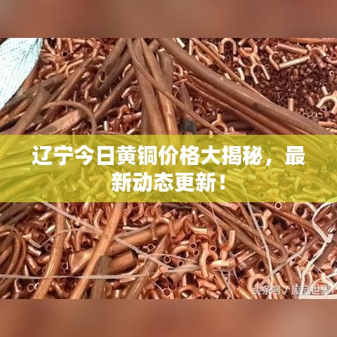 纲挈目张